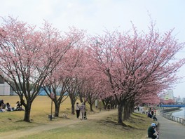 川沿いに広がる桜並木では春の散策を楽しむ人々でにぎわう