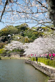 池を囲むようにして満開の桜が並ぶ
