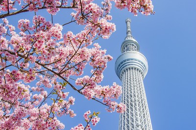 東京スカイツリー周辺の桜 東京都 の情報 ウォーカープラス