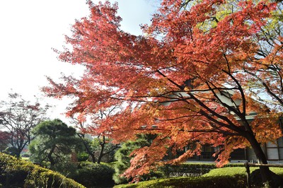 清澄庭園の紅葉
