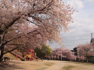 桜 見ごろ 服部緑地 大阪府 の情報 ウォーカープラス