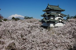 弘前城天守の周りを満開の桜が覆う※2024年現在天守は石垣修理に伴い、本丸内で約70メートル移動しています。