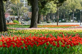 色とりどりのチューリップが咲き誇る横浜公園