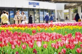 色とりどりのチューリップが咲き誇る横浜公園