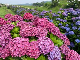 約1万6000株のアジサイが綺麗な花を咲かせる