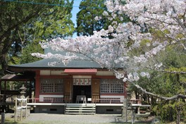 相良護国神社周辺の桜