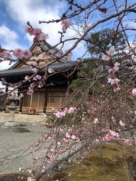 本堂前の御会式桜(おえしきざくら)