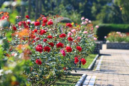 ヨーロッパ風のバラ花壇を再現