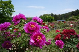 約4000本のぼたんの花と、約3000株のしゃくやくの花が咲き誇る