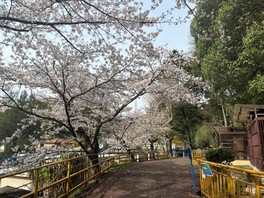 ツキノワグマ舎前の桜