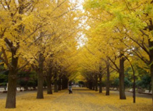 紅葉 見ごろ 光が丘公園 練馬区のonlineタウン誌 ネリマンタイムス