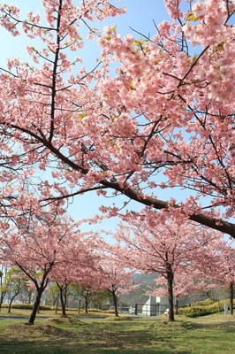 桜 見ごろ 淡路島国営明石海峡公園 カワヅザクラ 兵庫県 の情報 ウォーカープラス