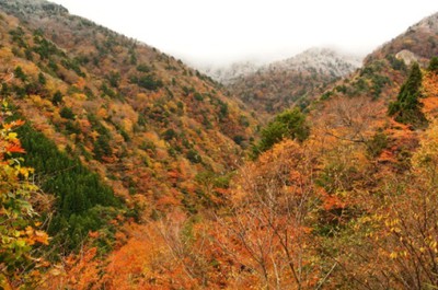 紅葉 見ごろ 高野龍神スカイライン 和歌山県 の情報 ウォーカープラス