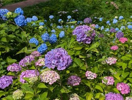 「ひと目10万本」と言われる舞鶴自然文化園のアジサイ