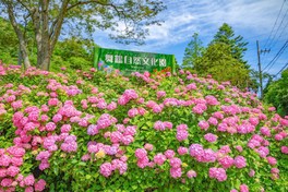 約100品種、10万本のアジサイが公園を彩る