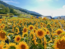 満開のヒマワリが楽しめる