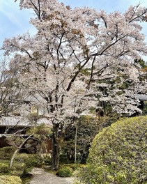 天然記念物「不断桜」: 国指定名勝庭園「蓬莱庭」で満開に咲く