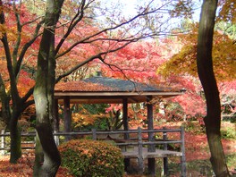 なからぎの池周辺の紅葉は必見