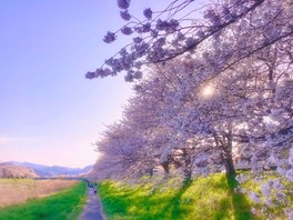 満開の時期に圧巻の風景を生み出す桜並木