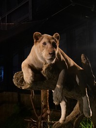 夜行性の動物が活発に行動する夜の動物園