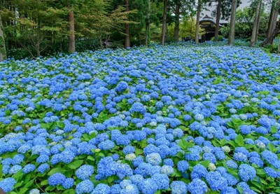 雲昌寺のあじさい 秋田県 の情報 ウォーカープラス