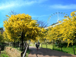 九州の花 自然情報一覧 6件 ウォーカープラス