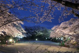 龍城公園の夜桜