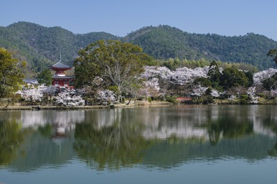 旧嵯峨御所 大本山大覚寺の桜(京都府)の情報｜ウォーカープラス
