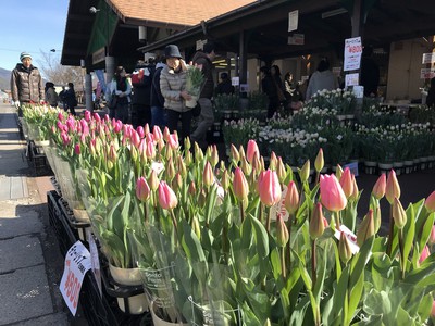 第18回 みはらしファームチューリップ祭り 長野県 の情報 ウォーカープラス