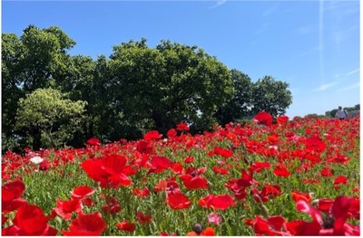 色とりどりの花が園内を彩る