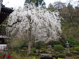 国指定名勝の庭園内にしだれ桜ほか数種の桜がある