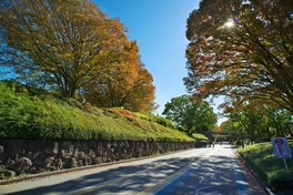 ウォーキングやランニングをしながら紅葉を楽しめる