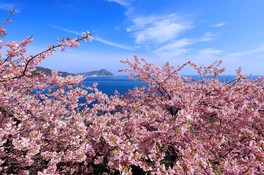 濃いピンクの花と青い海のコントラストが美しい