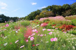 秋の花で彩られる横浜市内最大級の大花壇(2023年)