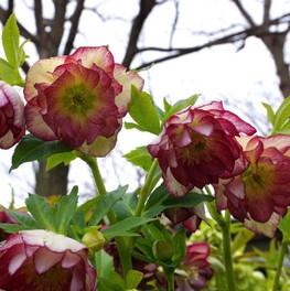 花 見ごろ しまね花の郷 園内のクリスマスローズたち 島根県 の情報 ウォーカープラス