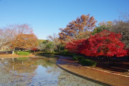 秋には園内が紅葉で彩られる