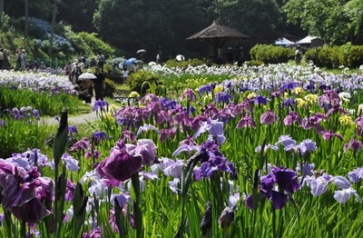 花 見ごろ 岐阜県百年公園の菖蒲 岐阜県 の情報 ウォーカープラス