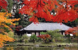 深紅に輝きを放つカエデの木が魅力だ