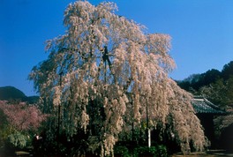 樹高13メートル、幹周り3メートル超のシダレザクラは本郷の瀧桜とも言われる