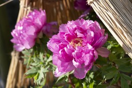 Amazon.co.jp: 四季の花あるき 関東周辺 (大人の遠足BOOK) : Japanese Books