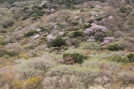 ピンクに色づいた桜の木々が見られる