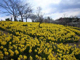 花 見ごろ 東那須野公園 水仙 栃木県 の情報 ウォーカープラス