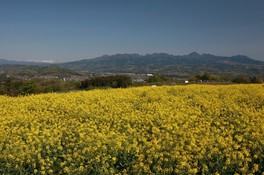 鼻高展望花の丘 菜の花まつり 群馬県 の情報 ウォーカープラス