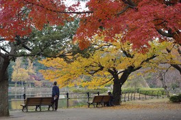 池の畔のベンチに座り、ゆっくり紅葉を楽しめる