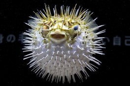 フグの生体展示では大きな瞳や体中に生えるトゲなどを間近で観賞できる