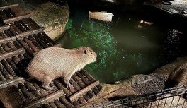 日中と夜で雰囲気が変わる動物園を楽しめる特別イベント