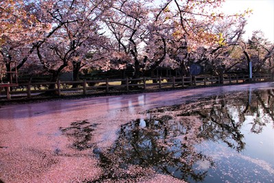 鏡ヶ池・見晴ヶ池を囲むように桜が咲き、美しい景観を作る