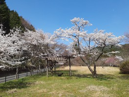 春には桜が咲き公園に華やかな彩りを添える