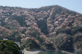 地元では「千本桜」とも呼ばれる神子の山桜