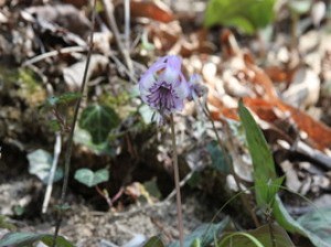 花 見ごろ 里山さんぽ道沿いのカタクリ 山梨県 の情報 ウォーカープラス